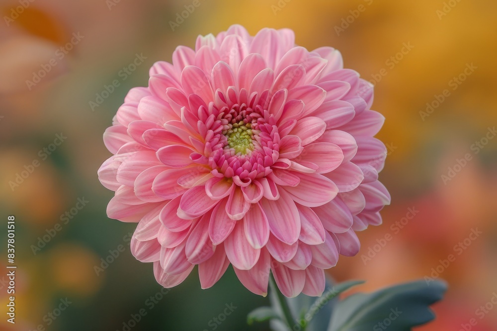 A flower vase with a pink bloom A flower vase with a pink bloom