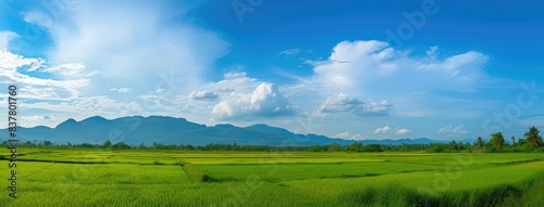 Expansive Rice Paddies with Blue Sky Panorama