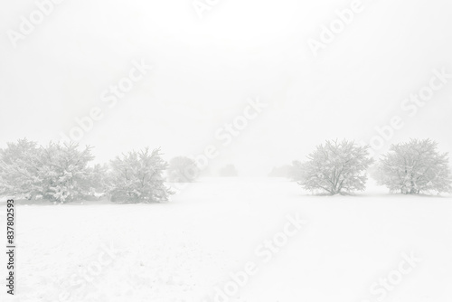 Wallpaper Mural Snow-Covered Trees in a Foggy Winter Landscape Torontodigital.ca