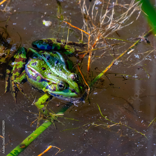 Teichfrosch im Wasser photo