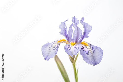Close-Up of a Delicate Purple Iris Flower