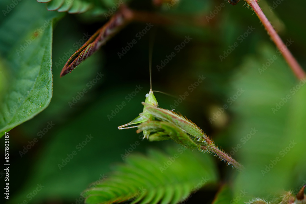 Naklejka premium Close-up view of grasshopper on green leaves