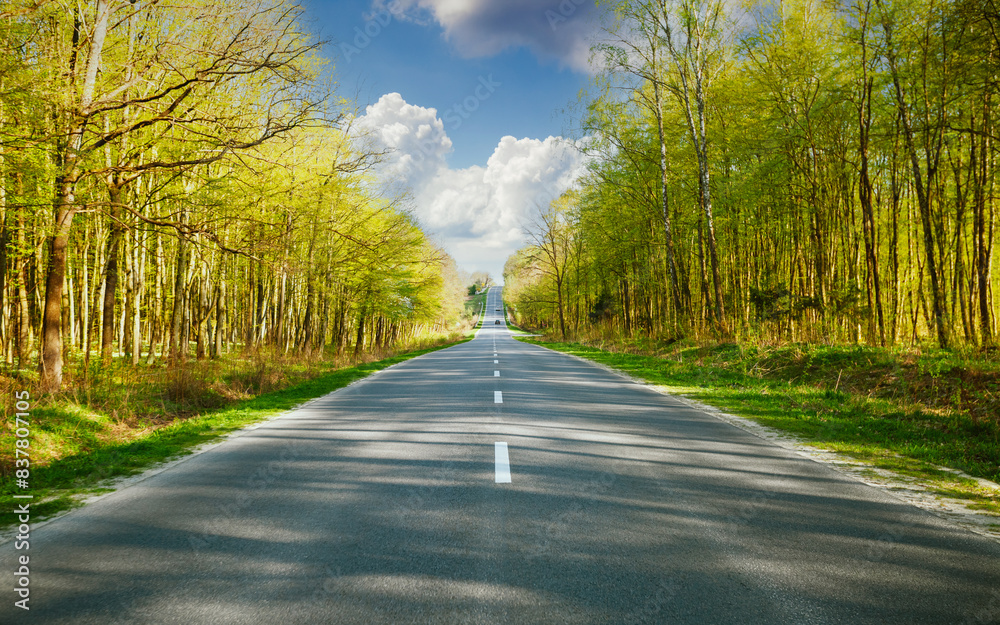 Fototapeta premium An empty asphalt road stretches through the forest into the distance.