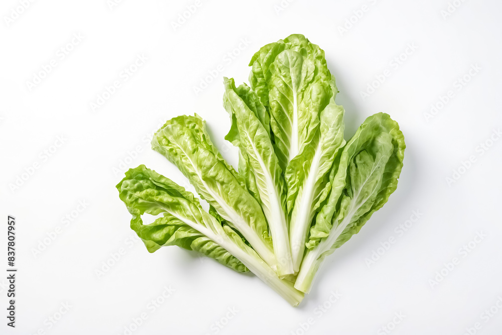 Fresh Green Lettuce Leaves Isolated on White Background Fresh Green Lettuce Leaves Isolated on White Background