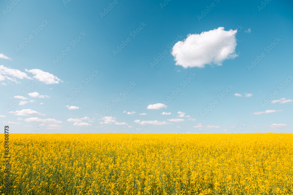 Spectacular yellow canola field and blue sky on a sunny day. Spectacular yellow canola field and blue sky on a sunny day.