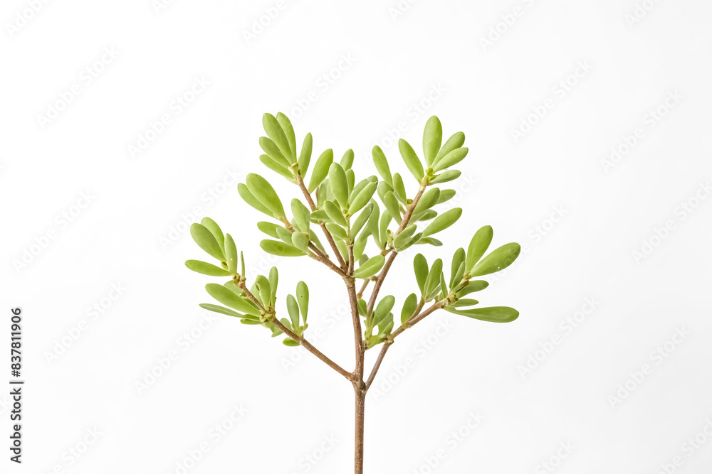 Green Branch with Leaves on White Background Green Branch with Leaves on White Background