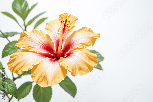 Close-up of a Yellow Hibiscus Flower with White and Red Accents