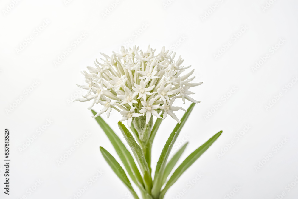 Fototapeta premium White Flower with Green Leaves on White Background