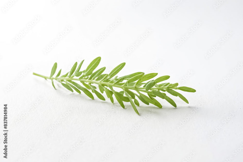 Sprig of Green Leaves on a White Background Sprig of Green Leaves on a White Background