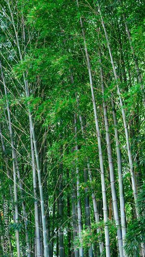 Tall  green bamboo trees swaying gently in the breeze  serene and lush.