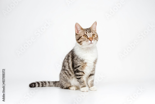 Adorable Tabby Cat Sitting on White Background © Rysak
