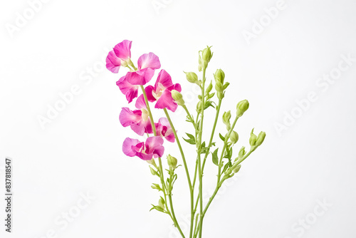 Pink Sweet Pea Flowers and Buds on a White Background