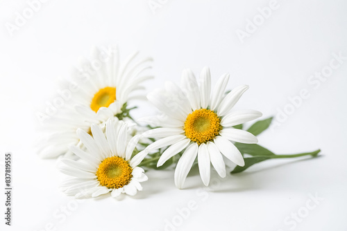 Closeup of a single daisy flower with a blurred background