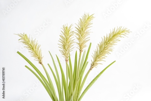 Close Up of Green and Yellow Grass Blades with White Background