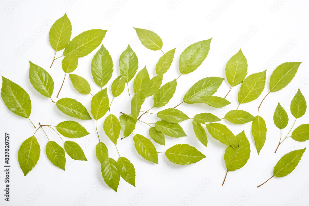 Green Leaves Scattered on White Background