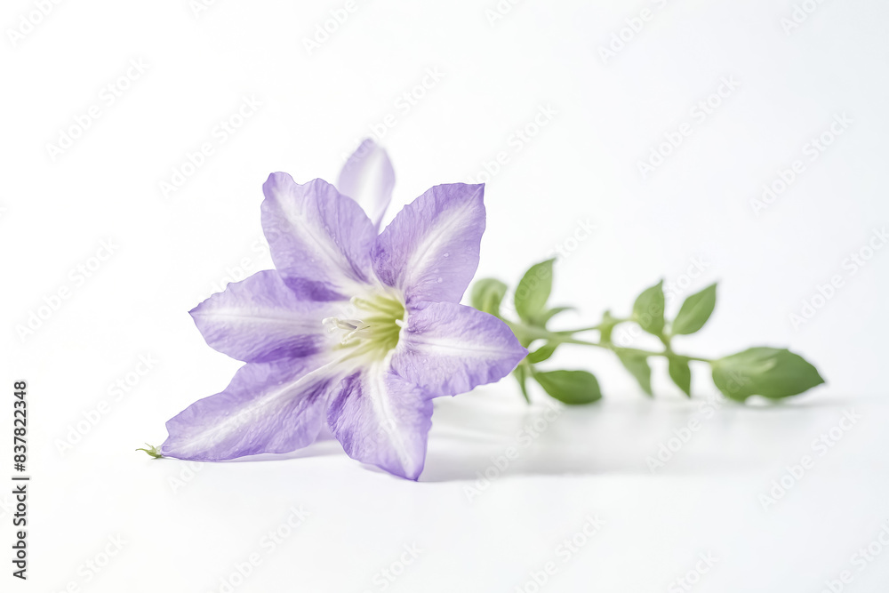 Single Purple Flower on White Background Single Purple Flower on White Background