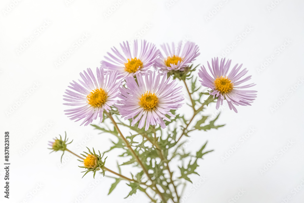 Fototapeta premium Purple wildflowers with yellow centers on a white background