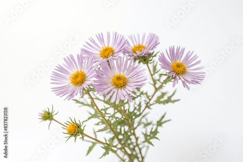 Purple wildflowers with yellow centers on a white background