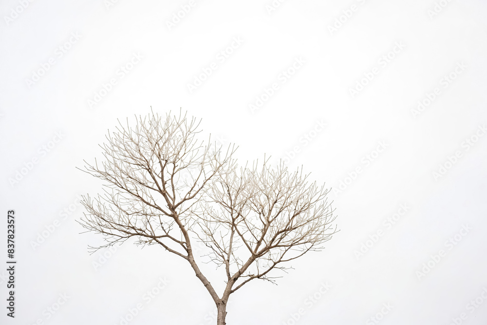 Bare branches of a tree against a white sky