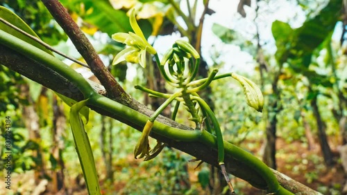 vanilla flower in eco plantationin Indonesia photo