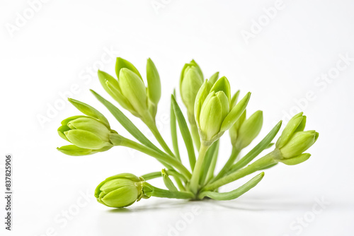 Green Tulip Buds on a White Background