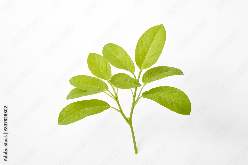 Fototapeta premium Green Plant Branch with Leaves Isolated on White Background