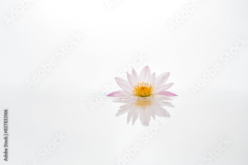 Single pink water lily flower on white background