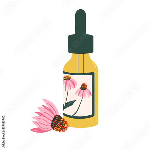 Bottle of echinacea essential oil and coneflower bud . Perfumery ingredient plant. Vector hand drawn illustration.