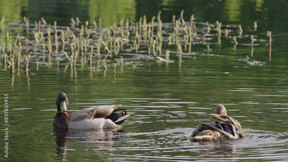 Pair of Mallards Preening in the Serene Waters of Heidhofsee Lake, Germany