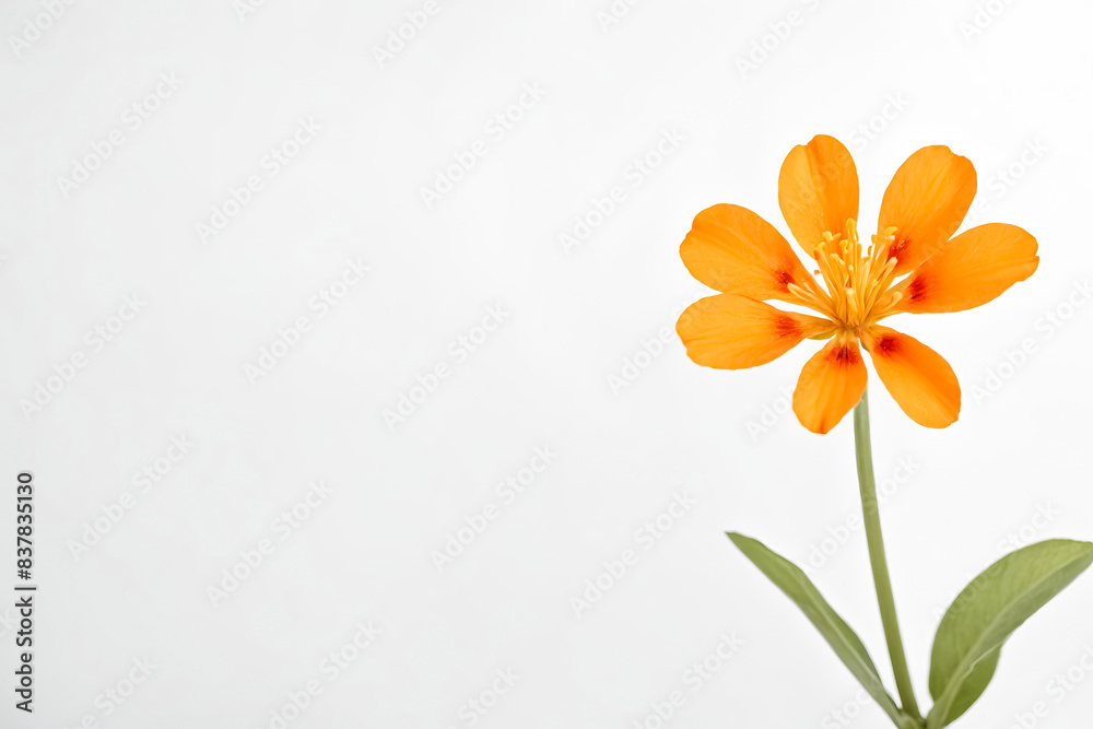 Fototapeta premium Single Orange Flower on White Background