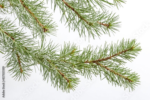 Pine Branch with White Background