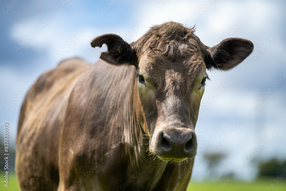 'herd of dairy cows grazing on lush long green pasture in a field on a. beef cattle farm in Australia on a ranch 'herd of dairy cows grazing on lush long green pasture in a field on a. beef cattle farm in Australia on a ranch