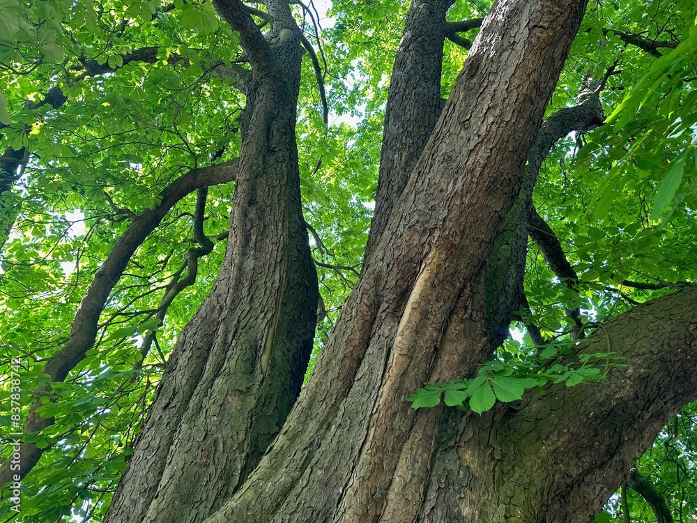 Beautiful chestnut tree with lush green leaves growing in botanical garden, low angle view Beautiful chestnut tree with lush green leaves growing in botanical garden, low angle view
