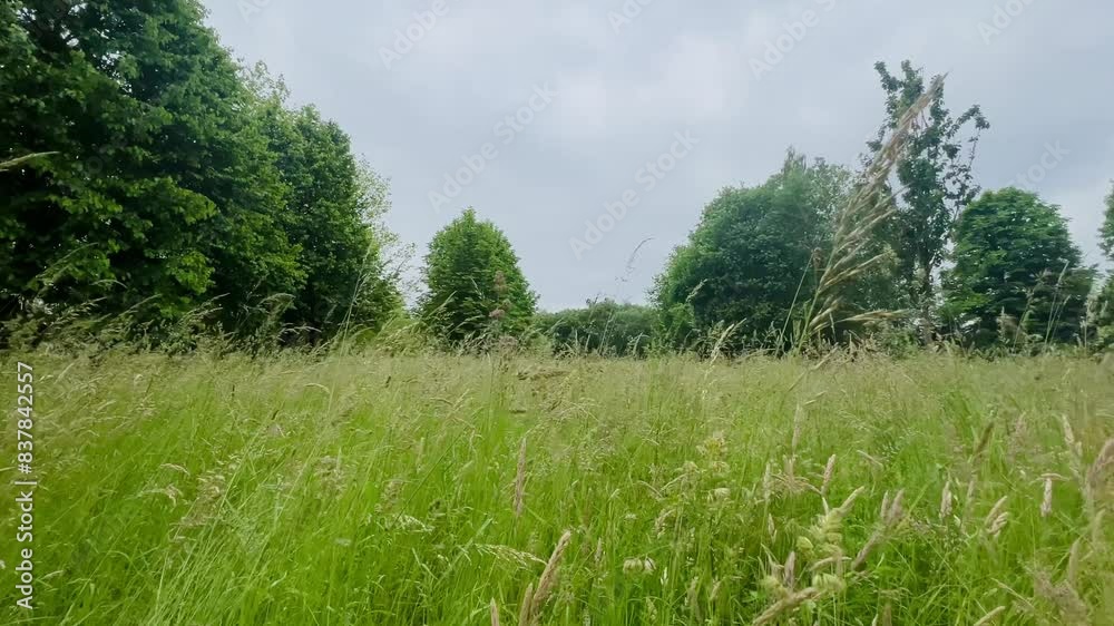 A green meadow with high grass and trees in the background on a cloudy summer day
