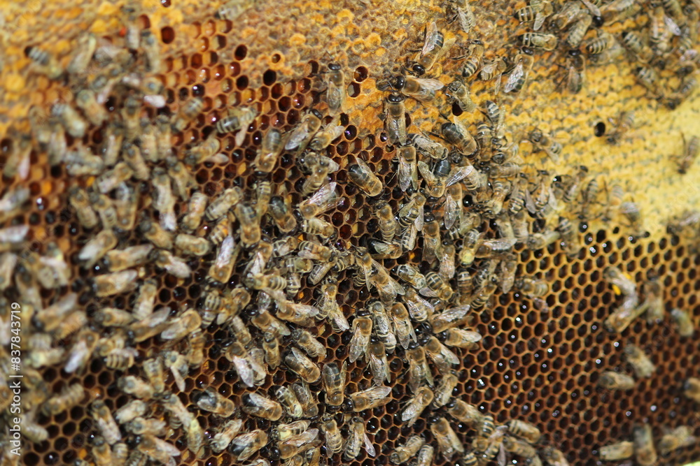 beautiful photos of honeycombs with honey and bees beautiful photos of honeycombs with honey and bees