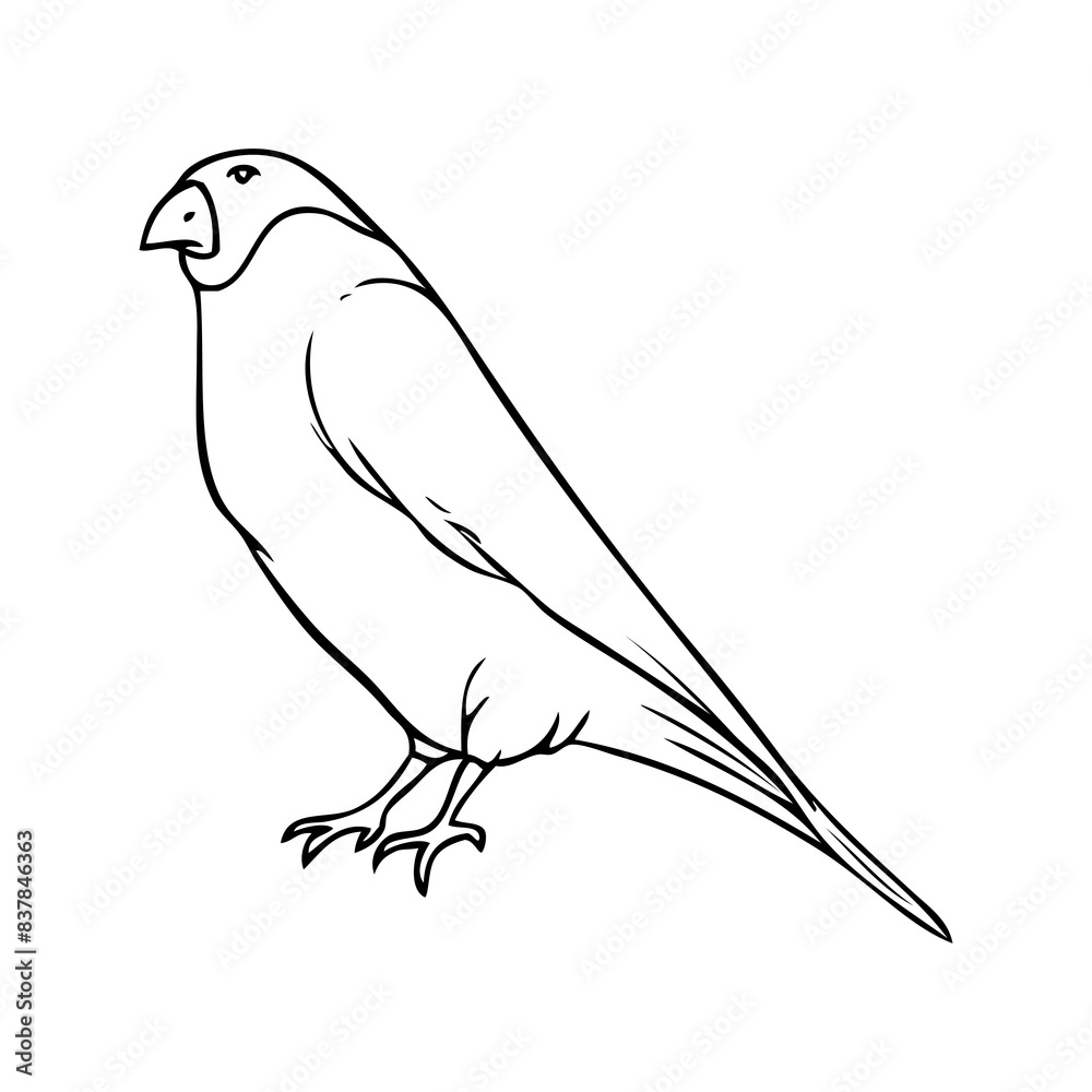 Fototapeta premium bullfinch sketch illustration on white background