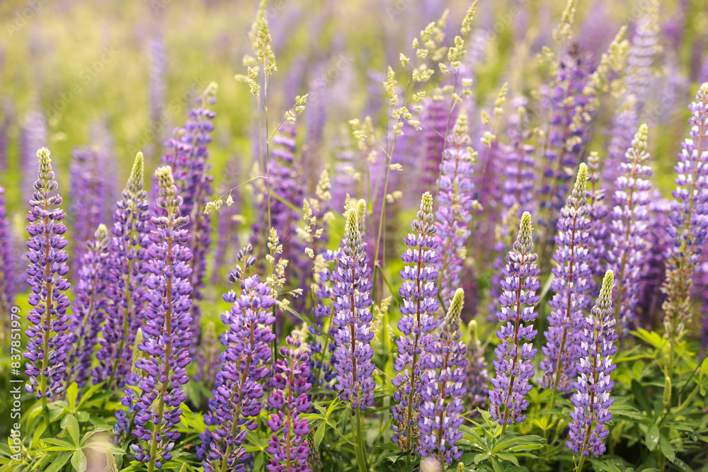 Obraz premium Beautiful flowers in summer. Wild meadow lupin . Low depth of field.