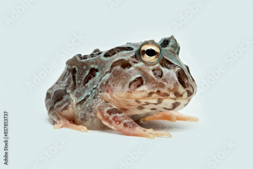Ceratophrys or Pacman Frog is native to South America. photo