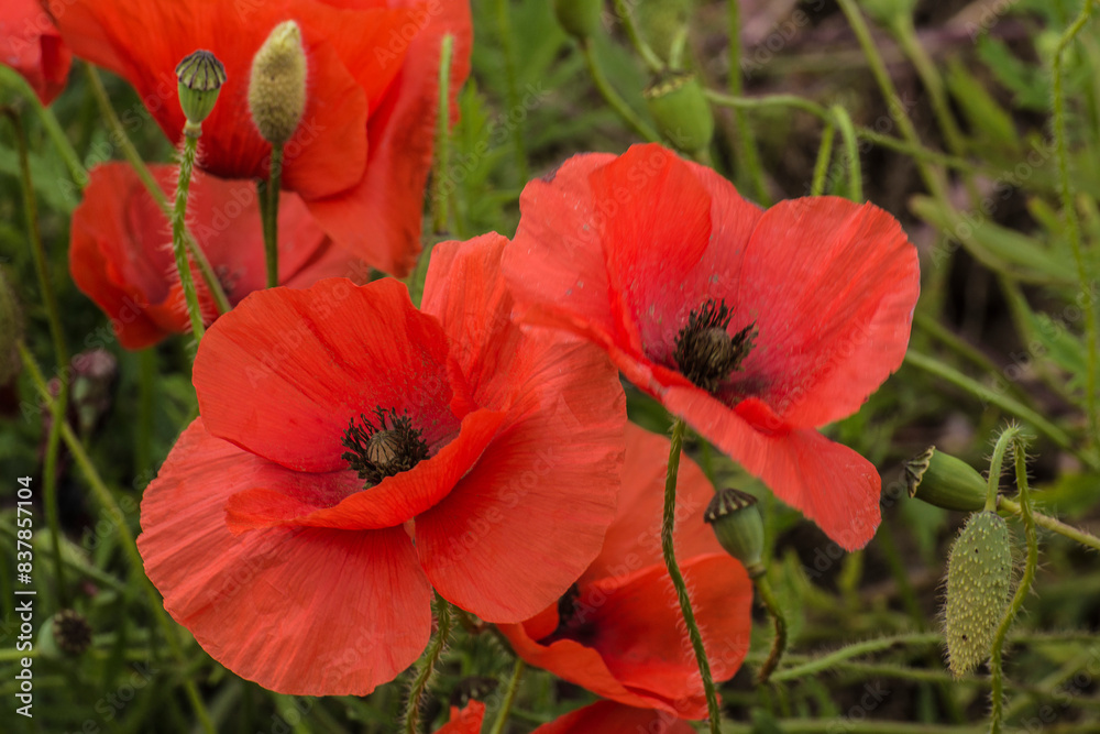 close up of poppies in a nature area close up of poppies in a nature area