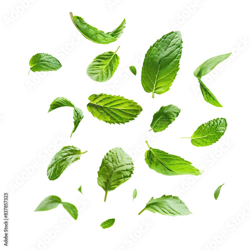 Green Peppermint leaves flying and falling isolated on white background
