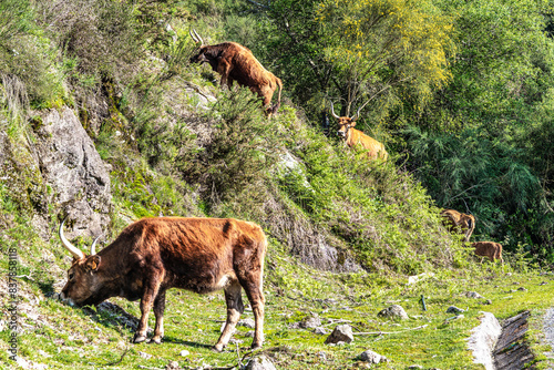 The Cachena cow in Nationalpark Peneda-Geres in North Portugal  a traditional Portuguese mountain cattle