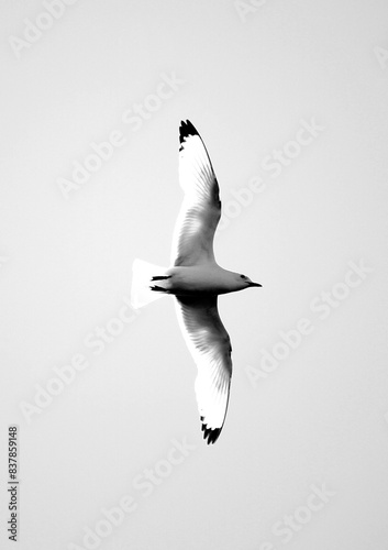 Flying seagull with spread wings from below, Iceland, black and white