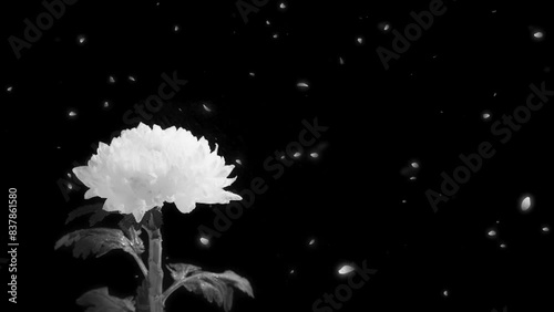 하얀 국화의 꽃잎이 흩날리는 애니메이션