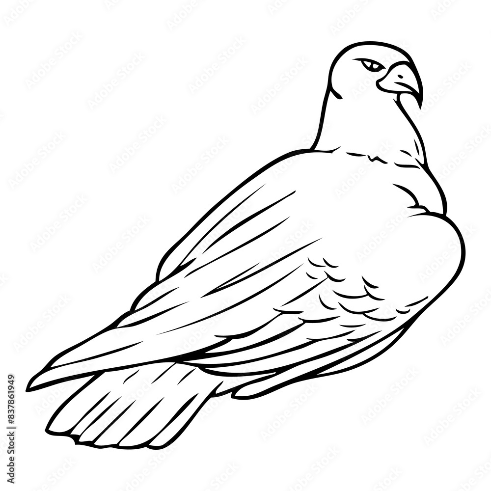 Obraz premium falcon sketch illustration on white background
