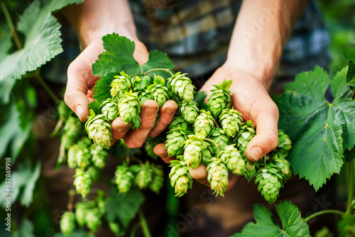 Farmer holding bunches of hops in his hands. Brewery, beer and Oktoberfest concept photo