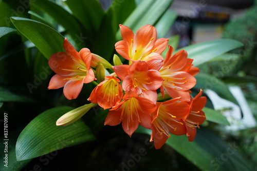 Orange Amaryllis flowers on a green background in the garden