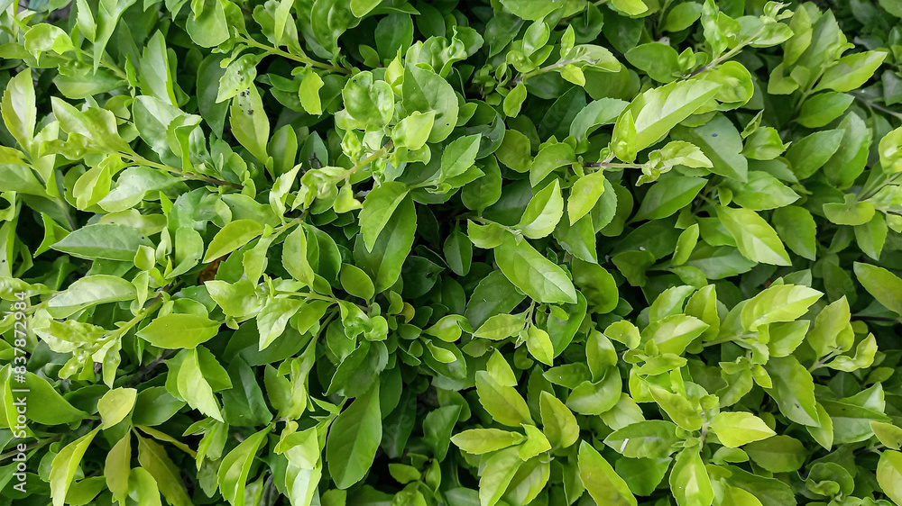 Beautiful green leaves background texture Beautiful green leaves background texture