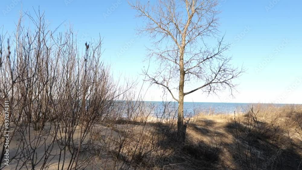 Moving forward shot of tree on beach dunes of Lake Huron in Michigan in Early Spring Moving forward shot of tree on beach dunes of Lake Huron in Michigan in Early Spring