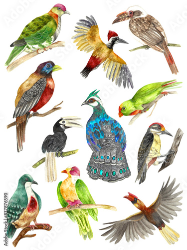 Colorful Watercolored Philippine Birds Poster Trogon Hornbill Dove Peacock Woodpecker Pigeon