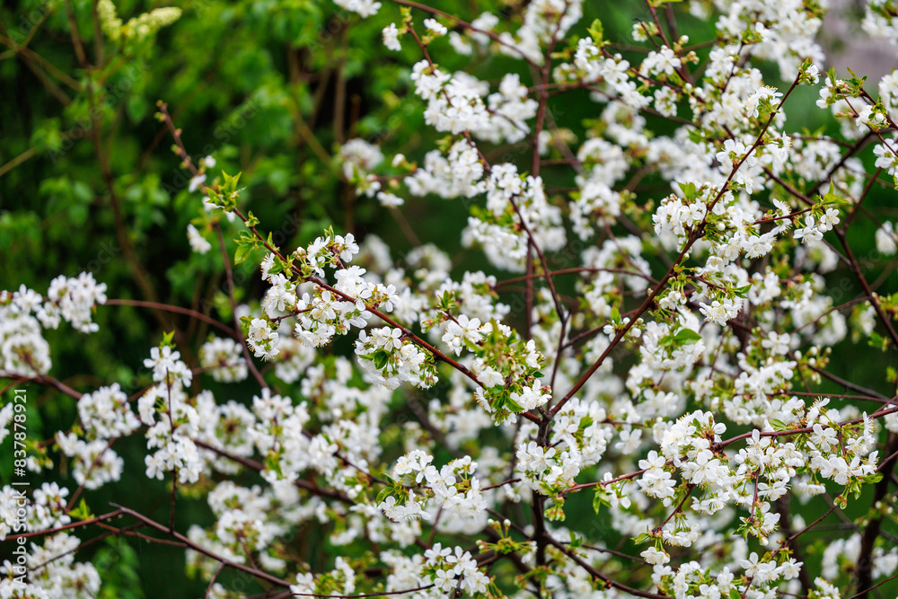 A tree with white flowers is surrounded by green leaves